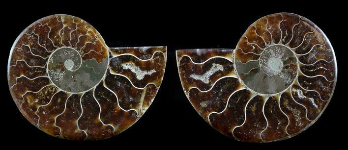 Sliced Fossil Ammonite Pair - Agatized #35600